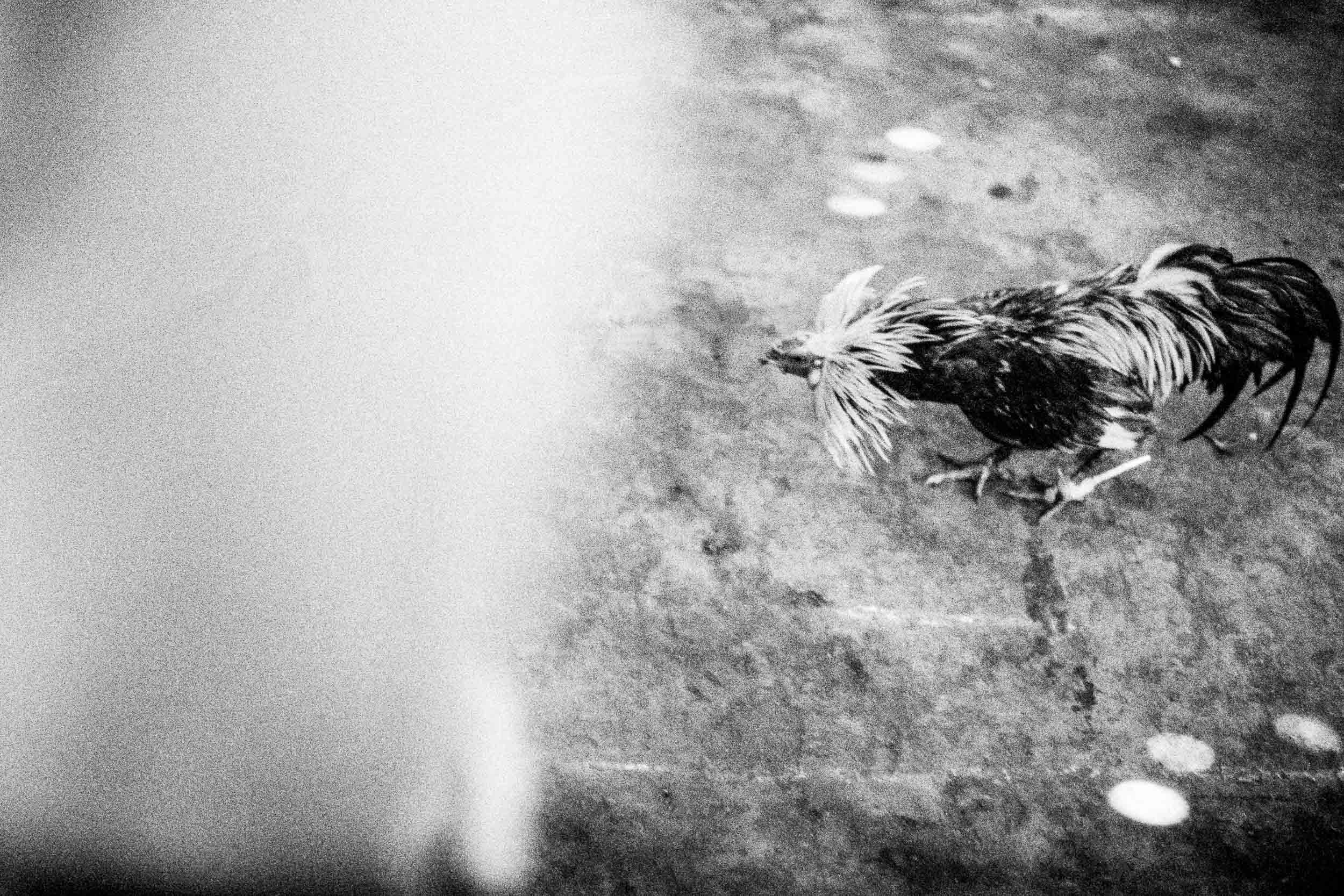 The cockfighting match begins.