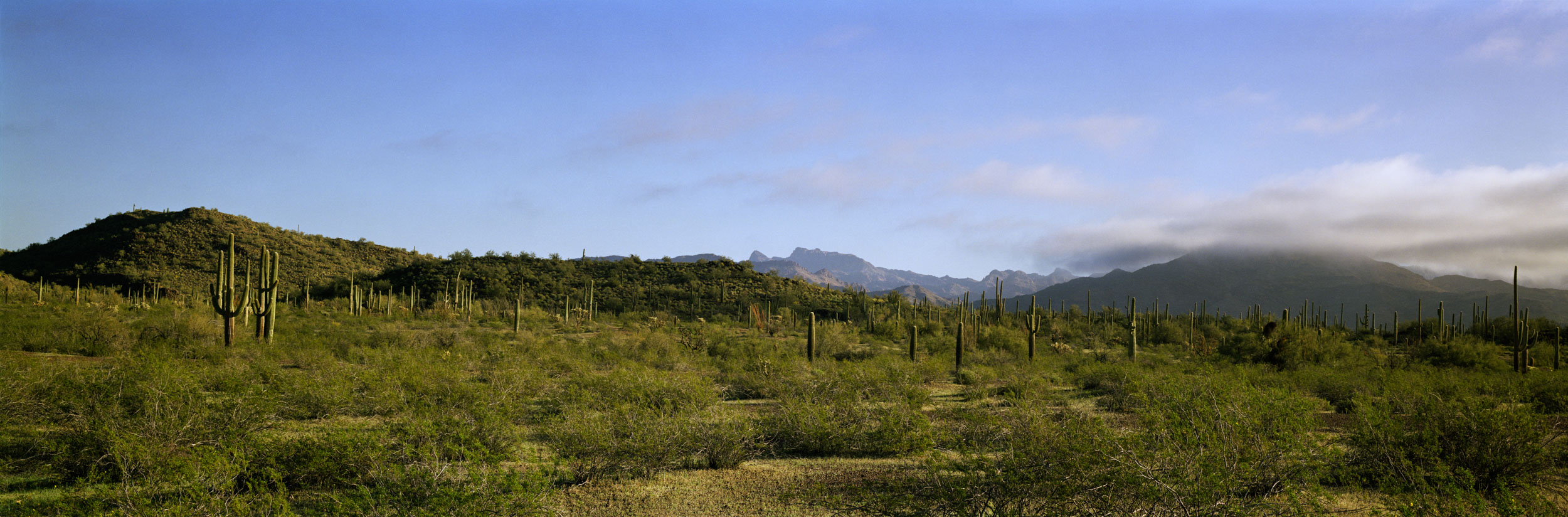 Saguaro National Park, Arizona.