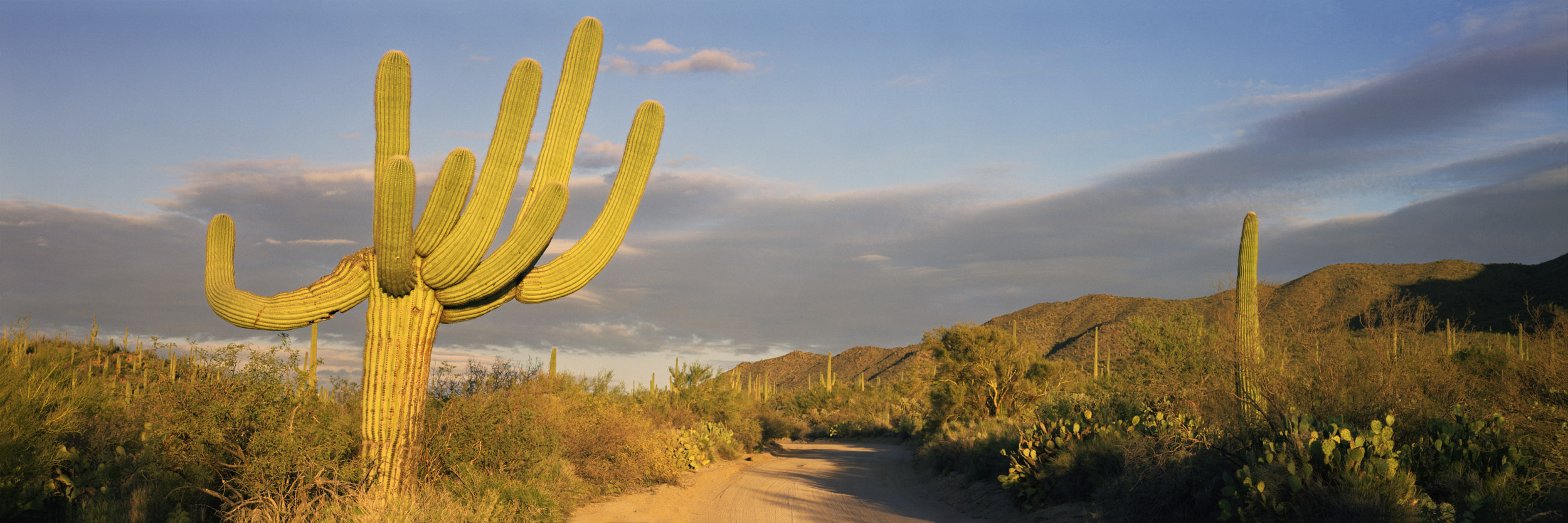 Saguaro National Park, Arizona.